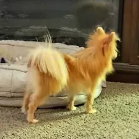 Ewok (Tiny Pom), a female Pomeranian for sale in Lyons, NE – Photo 4 of 10