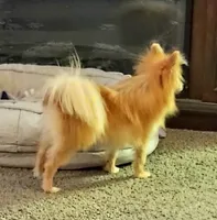 Ewok (Tiny Pom), a female Pomeranian for sale in Lyons, NE – Photo 4 of 10