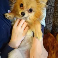 Ewok (Tiny Pom), a female Pomeranian for sale in Lyons, NE – Photo 5 of 10
