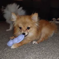 Ewok (Tiny Pom), a female Pomeranian for sale in Lyons, NE – Photo 3 of 10