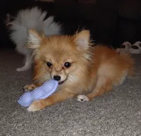 Ewok (Tiny Pom), a female Pomeranian for sale in Lyons, NE – Photo 3 of 10