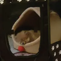 Ewok (Tiny Pom), a female Pomeranian for sale in Lyons, NE – Photo 9 of 10