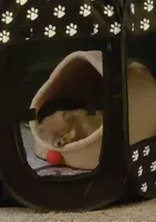 Ewok (Tiny Pom), a female Pomeranian for sale in Lyons, NE – Photo 9 of 10