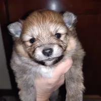 Ewok (Tiny Pom), a female Pomeranian for sale in Lyons, NE – Photo 8 of 10