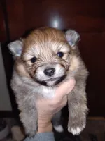 Ewok (Tiny Pom), a female Pomeranian for sale in Lyons, NE – Photo 8 of 10