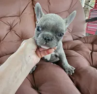 Littleman, a male French Bulldog for sale in Selmer, TN – 2 of 6