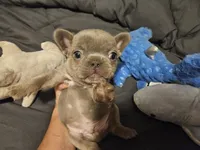 MELADOR, a male French Bulldog for sale in Selmer, TN – 3 of 8