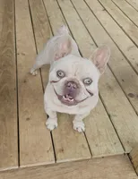 Blue Bird, a female French Bulldog for sale in Selmer, TN – 6 of 6