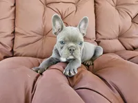 Blue Bird, a female French Bulldog for sale in Selmer, TN – 2 of 6