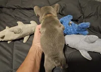 MELADOR, a male French Bulldog for sale in Selmer, TN – 2 of 8