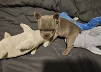 MELADOR, a male French Bulldog for sale in Selmer, TN – 2 of 5