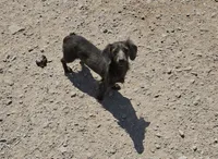 Fred, a male Miniature Dachshund for sale in Selmer, TN – 4 of 4