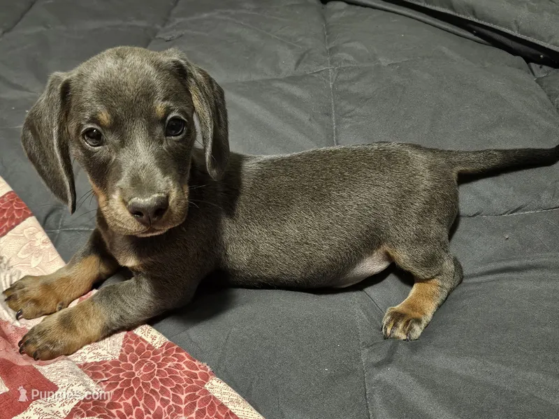 Silly boy – Miniature Dachshund puppy for sale in Selmer, TN