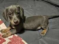 Silly boy, a male Miniature Dachshund for sale in Selmer, TN – 1 of 5