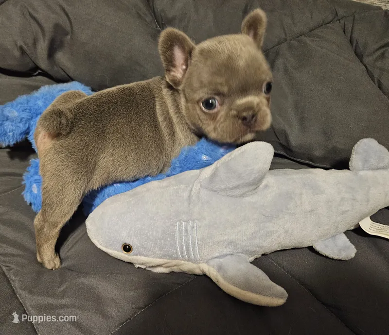 MELADOR – French Bulldog puppy for sale in Selmer, TN