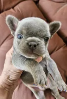 MELADOR, a male French Bulldog for sale in Selmer, TN – 6 of 8