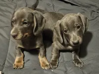 Silly boy, a male Miniature Dachshund for sale in Selmer, TN – 2 of 5