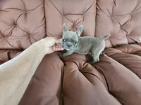 Littleman, a male French Bulldog for sale in Selmer, TN – 3 of 6