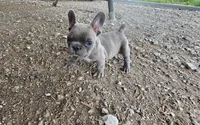 Littleman, a male French Bulldog for sale in Selmer, TN – 4 of 6