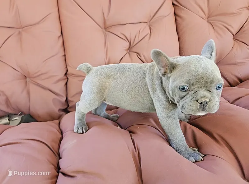 Blue Bird – French Bulldog puppy for sale in Selmer, TN