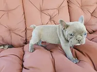 Blue Bird, a female French Bulldog for sale in Selmer, TN – 1 of 6