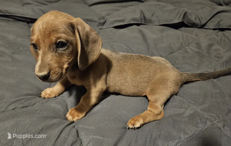Burt – Miniature Dachshund puppy for sale in Selmer, TN