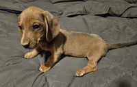 Burt, a male Miniature Dachshund for sale in Selmer, TN – 1 of 4