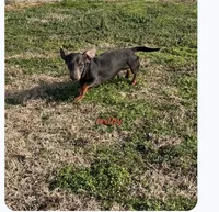 Fred, a male Miniature Dachshund for sale in Selmer, TN – 3 of 4