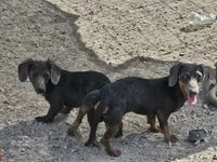 Burt, a male Miniature Dachshund for sale in Selmer, TN – 4 of 4