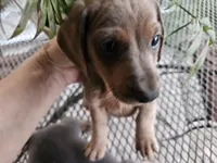 Burt, a male Miniature Dachshund for sale in Selmer, TN – 2 of 4