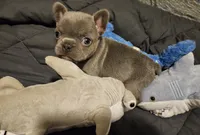 MELADOR, a male French Bulldog for sale in Selmer, TN – 3 of 5