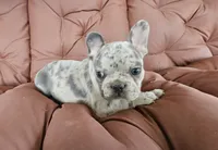 Marbles, a male French Bulldog for sale in Selmer, TN – 2 of 5