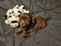 Herseybar, a male Chihuahua for sale in Selmer, TN – Photo 1 of 6