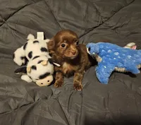 Herseybar, a male Chihuahua for sale in Selmer, TN – Photo 3 of 6