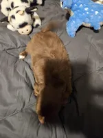 Herseybar, a male Chihuahua for sale in Selmer, TN – Photo 4 of 6