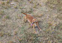 Herseybar, a male Chihuahua for sale in Selmer, TN – Photo 6 of 6