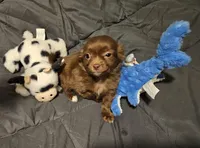 Herseybar, a male Chihuahua for sale in Selmer, TN – Photo 2 of 6