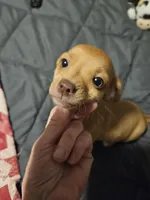 Coco Puff, a male Chihuahua for sale in Selmer, TN – Photo 4 of 9