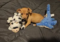 Coco Puff, a male Chihuahua for sale in Selmer, TN – Photo 2 of 9