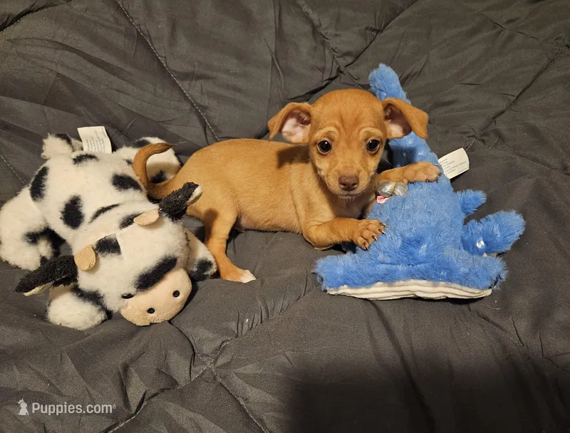Coco Puff – Chihuahua puppy for sale in Selmer, TN