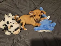 Coco Puff, a male Chihuahua for sale in Selmer, TN – Photo 1 of 9