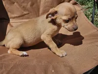 Coco Puff, a male Chihuahua for sale in Selmer, TN – Photo 7 of 9