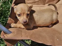 Coco Puff, a male Chihuahua for sale in Selmer, TN – Photo 6 of 9