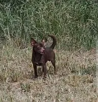 Coco Puff, a male Chihuahua for sale in Selmer, TN – Photo 8 of 9