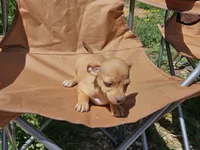 Coco Puff, a male Chihuahua for sale in Selmer, TN – Photo 5 of 9