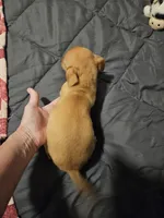 Coco Puff, a male Chihuahua for sale in Selmer, TN – Photo 3 of 9