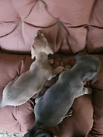 Burt, a male Miniature Dachshund for sale in Selmer, TN – 3 of 4
