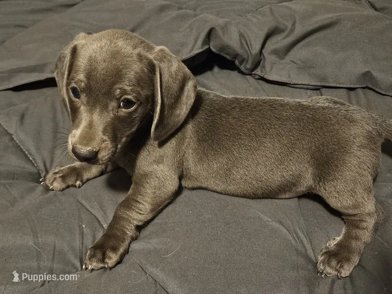 Fred – Miniature Dachshund puppy for sale in Selmer, TN