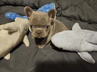 MELADOR, a male French Bulldog for sale in Selmer, TN – 7 of 8