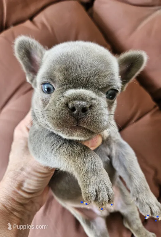 MELADOR – French Bulldog puppy for sale in Selmer, TN